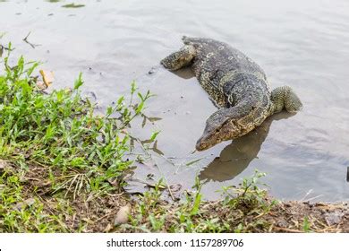 Varanus Salvator Commonly Known Water Monitor Stock Photo