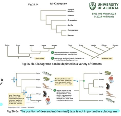 Topic Systematics And Phylogeny Flashcards Quizlet