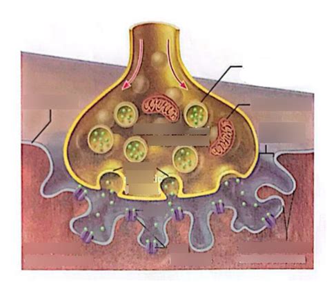 Diagram 12.5 - Neuromuscular Junction Diagram | Quizlet