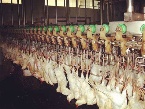 366 best chicken processing equipment images on Pinterest | Chicken ...