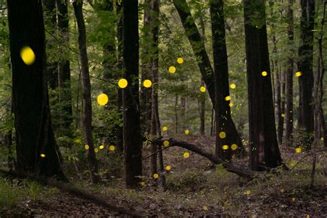 Magic world of snappy syncs — Soda Citizen - Photo Stories from the South