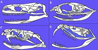 Reptile Anatomy Flashcards Quizlet