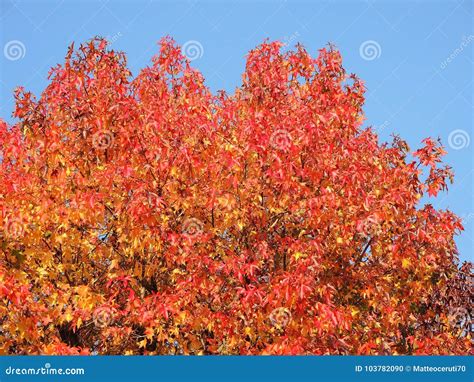 American Sweetgum, in Fall Season with Its Red, Orange and Yellow ...