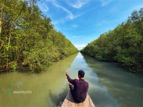 Pesona Hutan Mangrove Sriminosari Di Lampung Timur