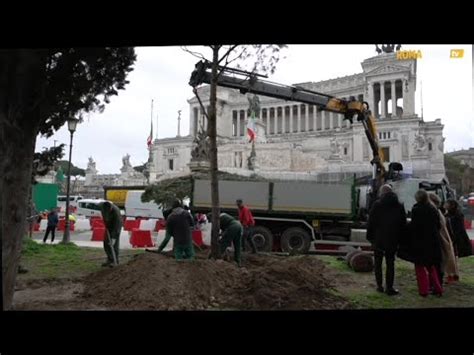 Roma Piantati Nuovi Pini Domestici In Piazza Venezia Dopo