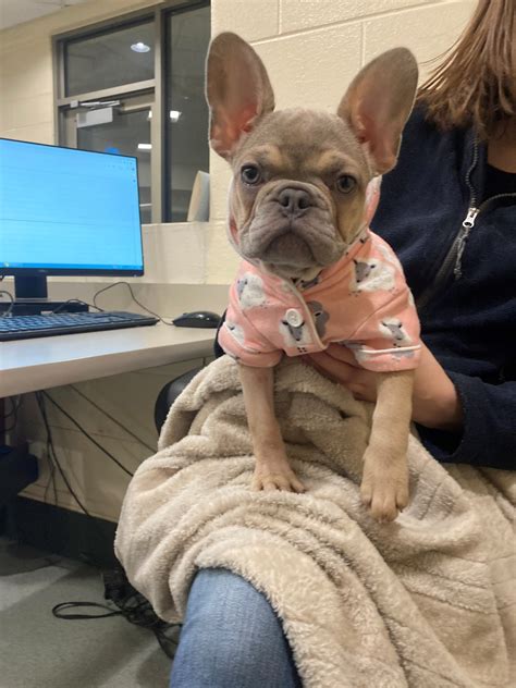 11-week-old French Bulldog named Carol needs surgery and a new home this holiday season