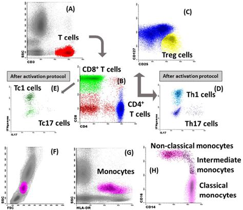 Flow cytometry strategy to identify major circulating T cell subsets ...