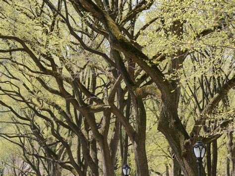 How the Obelisk Made Its Home in Central… | Central Park Conservancy