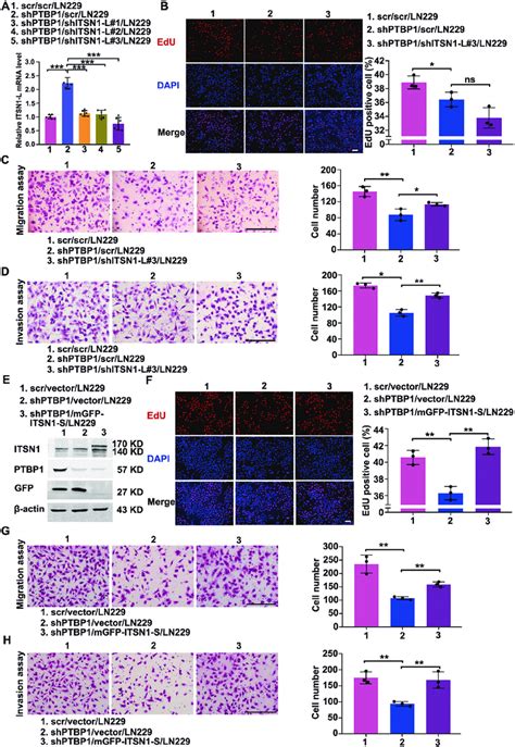 Ptbp1 Promoted Proliferation Migration And Invasion Of Glioma Cells