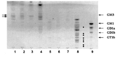 Orcinolsulfuric Acid Staining Of Glycosylated Compounds Found In The