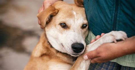 Dove Adottare Un Cane In Sicilia La Guida