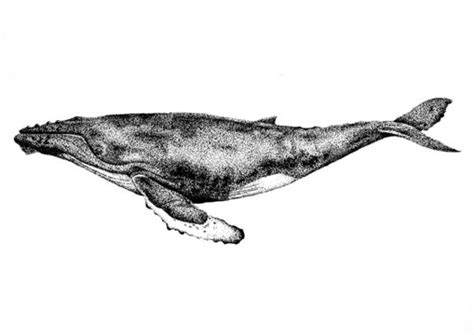 Humpback Whale Scientific Drawing