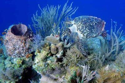 belize barrier reef  unesco world heritage site