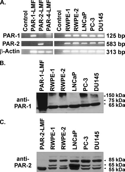 PAR 1 And PAR 2 In Prostate Derived Cell Lines A RT PCR Analysis Of