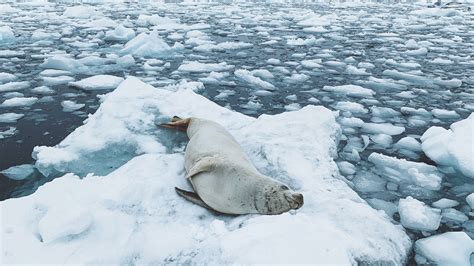 Extreme Arctic Photographing The Polar Regions With John Bozinov Bbc