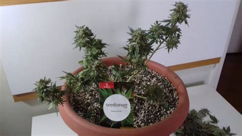 Cultivo Cannabis Medicinal Outdoor Colheita Clone Peyote Gorilla