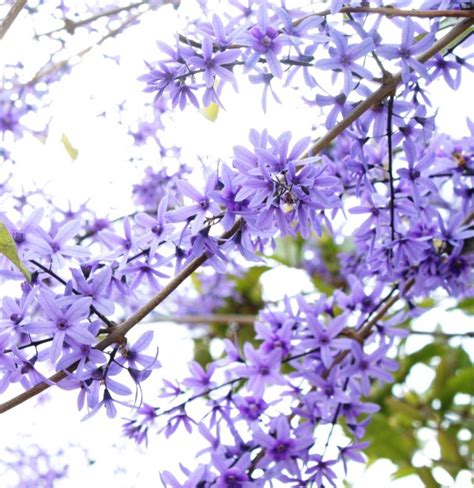 Por Que As Flores Surgem Na Primavera Sabor De Fazenda