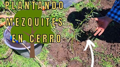 SIEMBRA DE MEZQUITE EN CERRO UTILIZANDO LLUVIA SOLIDA REFORESTANDO