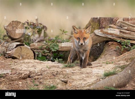fox earth  res stock photography  images alamy