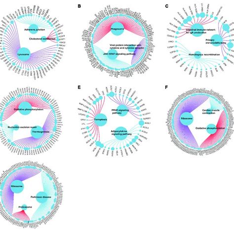 Molecular Regulatory Mechanism Of Core Gene Related Pathway And Go