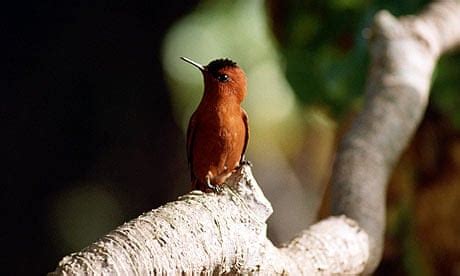 Unique wildlife on Robinson Crusoe islands at risk from goats and ...