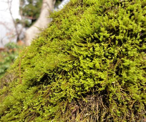 Asisbiz Rinzai Zen garden mosses a simple nonflowering plant bryophyte ...