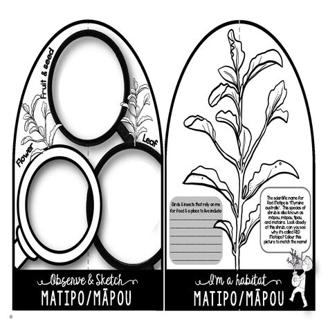 Matipo Māpou New Zealand Trees Make And Do Activity Pack