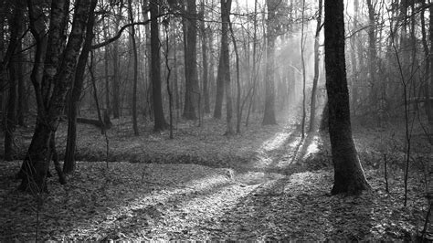 Fondos De Pantalla Luz De Sol Paisaje Bosque Monocromo Naturaleza