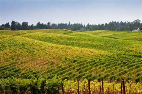 26 Top Sonoma Wineries to Visit