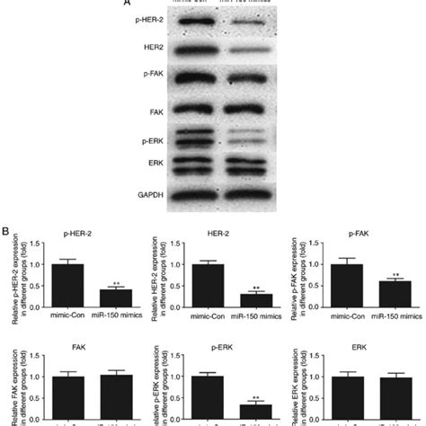 Effect Of MiR 150 On HER2 And Downstream FAK ERK Signaling A Protein