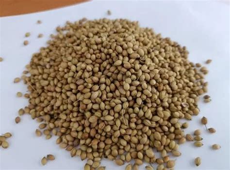 Dried Brown B Grade Organic Coriander Seeds Form Whole At Rs 90 Kg In