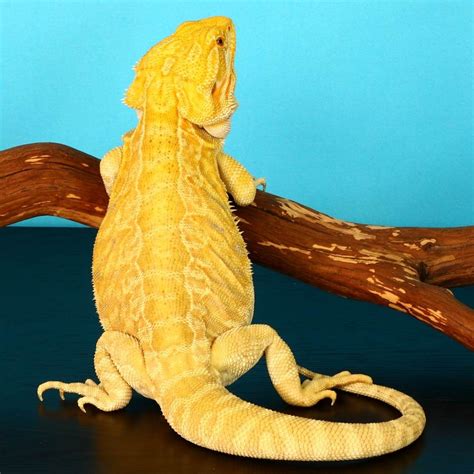 Bearded Dragon Colors