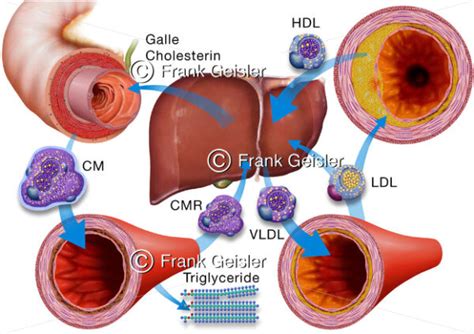 Physiologie Mensch Cholesterin Stoffwechsel Der Leber Medical Pictures