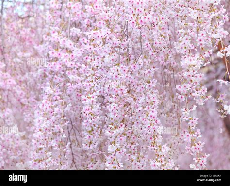 japanese sakura tree stock photo alamy