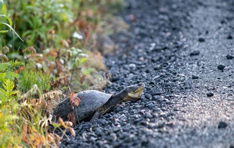 Roads that Work for Wildlife | Georgian Bay Biosphere