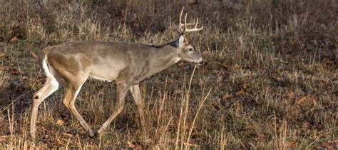 Live Lone Buck National Deer Association