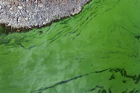 Cianobacterias Y Cianotoxinas Calidad Del Agua De Consumo