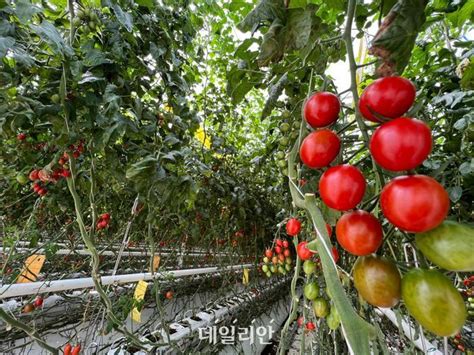 청년농 스마트팜 전용단지 40㏊로 확대농식품부 대상지역 공모