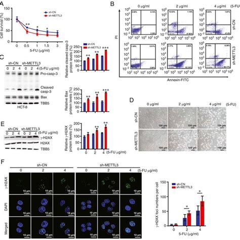 Knockdown Of Mettl Induces Dna Damage Accumulation And Sensitizes