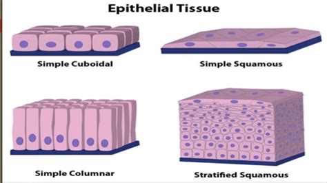 Tissues Science