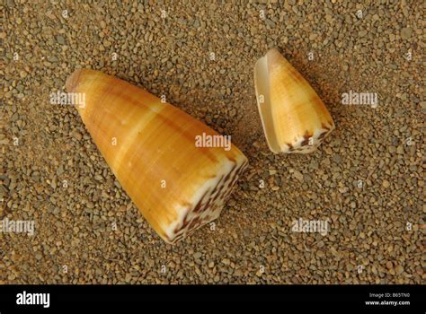 Cone Shell Hi Res Stock Photography And Images Alamy