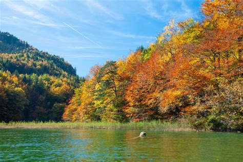 View Of Alpsee Lake In Bavarian Alps Near Swangau Stock Image Image