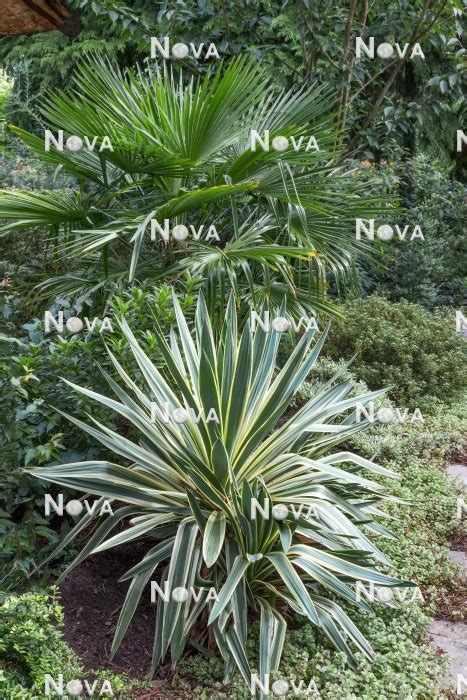 Yucca Gloriosa Variegata