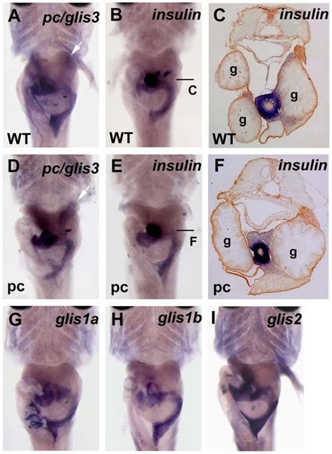 Pcglis3 Expression In The Medaka Pancreas In Situ Hybridization Was