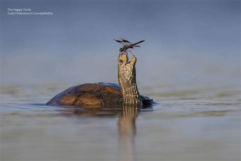 Finalists Announced in the Comedy Wildlife Photography Awards 2023