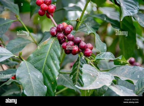 Coffee beans from Guatemala Stock Photo - Alamy