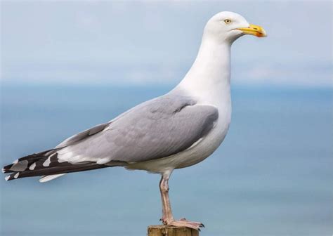 Seagull Behavior - AnimalBehaviorCorner