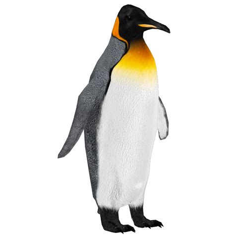 Standing King Penguin PNG Free Download | PNG All