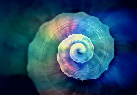 Free Images Spiral Flower Petal Symmetrical Reflection Color