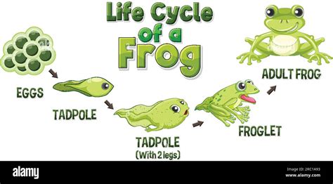 Frog Life Cycle Diagram illustration Stock Vector Image & Art - Alamy